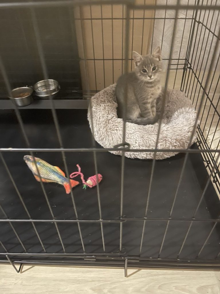 О приюте chester quarantine