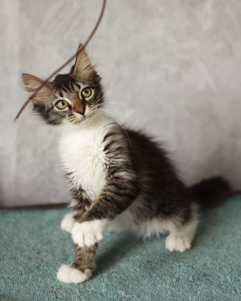 Кошечка Коко ищет дом