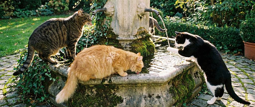 Кошкам нужно пить больше