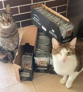 Ноябрь котодетки3