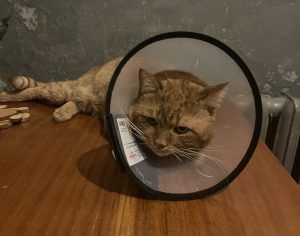 Отчёт за январь 2026 Чих после кастрации