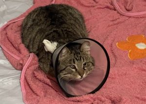 Отчёт за январь 2026 Лаврик после кастрации