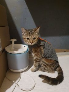 Лулу после стерилизации