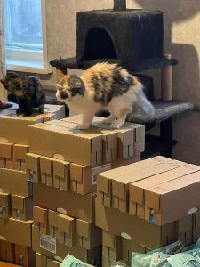 Много корма от Котодеток!