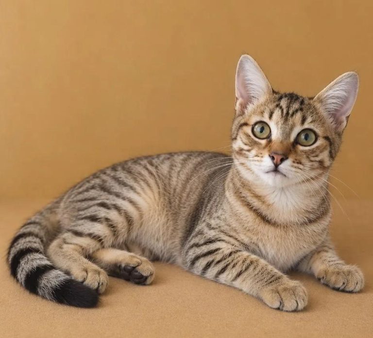 Котёнок Федя ищет дом