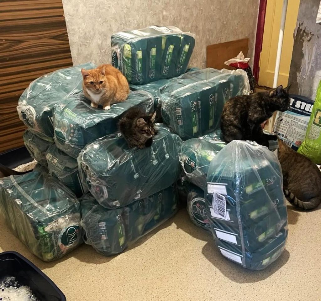 Подарки от Фонда Котодетки!