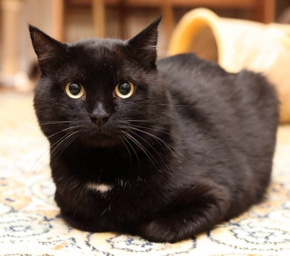 Наши котики black1