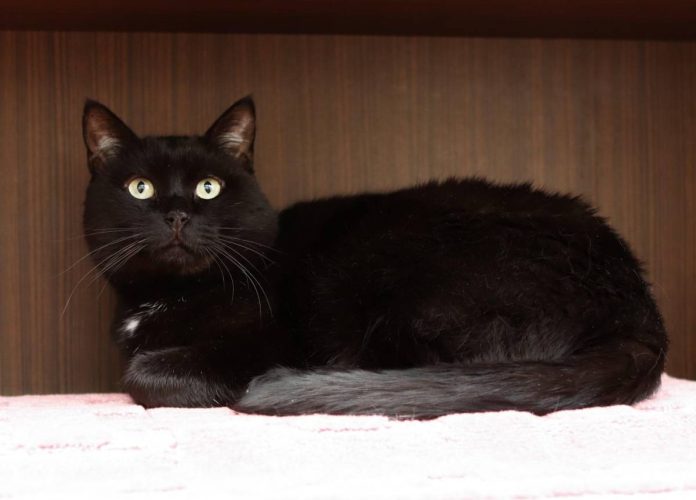 Наши котики black2