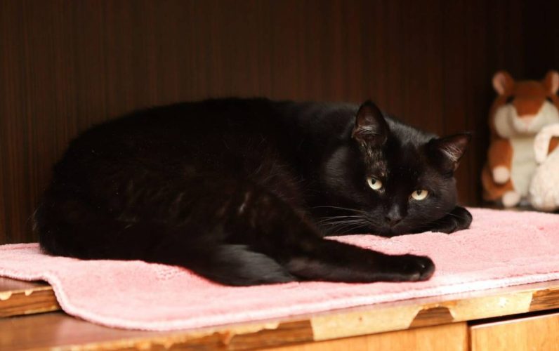 Наши котики black3