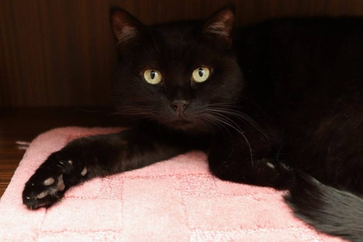 Наши котики black4