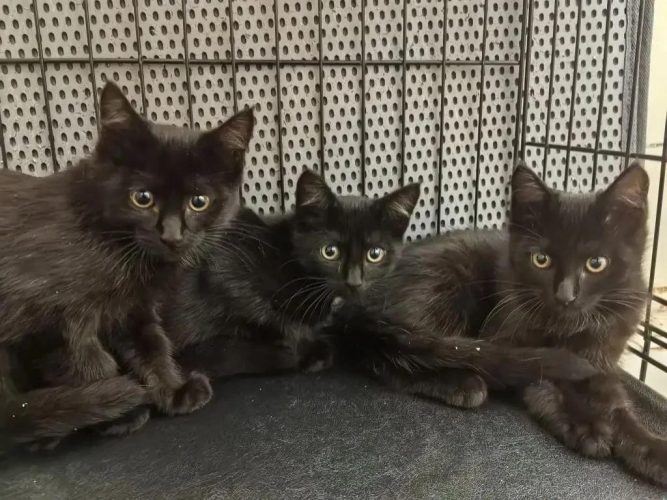 Черные котята ищут дом