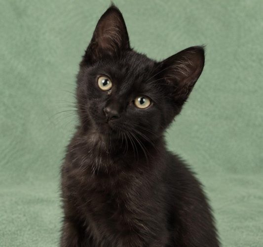 Черные котята ищут дом