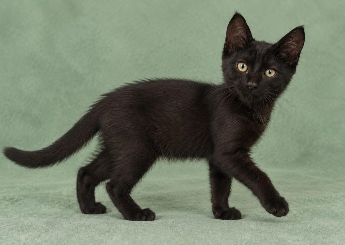 Черные котята ищут дом