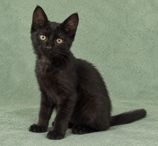 Черные котята ищут дом