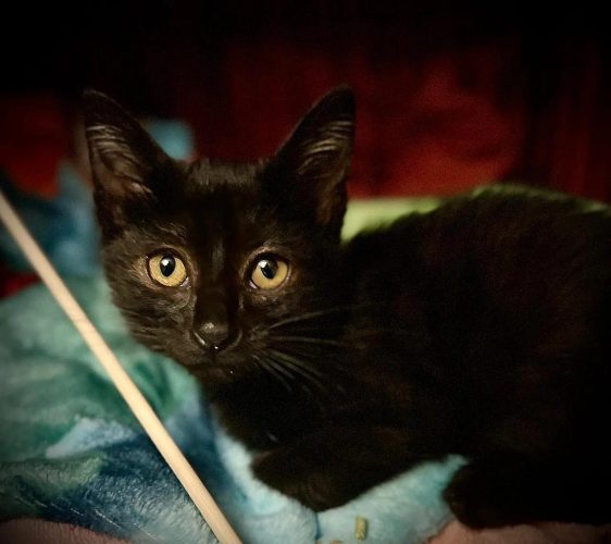 Черные котята ищут дом