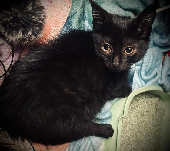 Черные котята ищут дом
