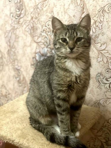 Кошечка Боня ищет дом