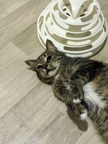 Кошечка Боня ищет дом