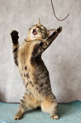 Наши котики braun1s