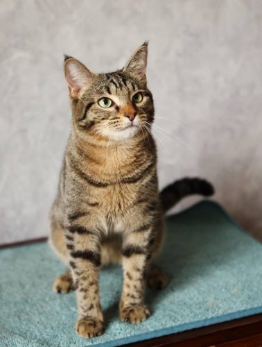 Наши котики braun2s