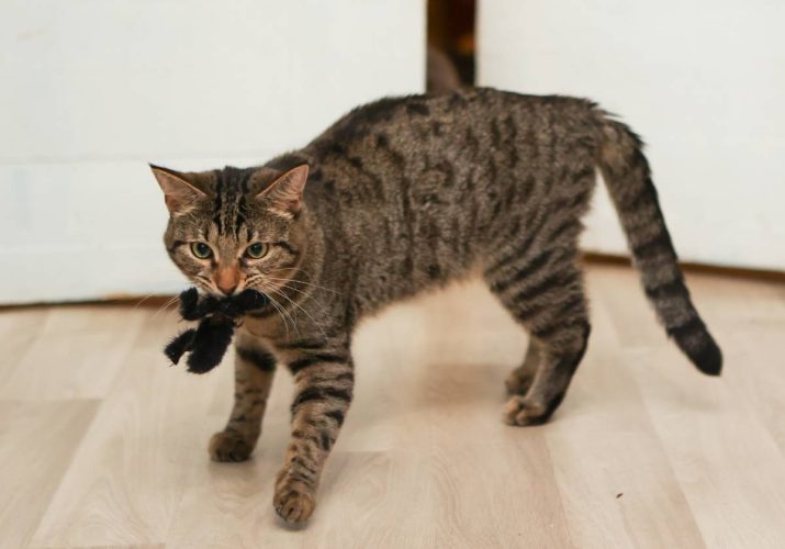 Наши котики braun3s