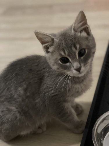 Наши котики Честер