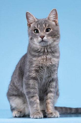 Котик Честер ищет дом