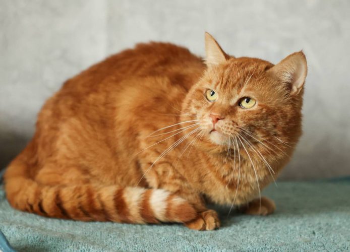 Наши котики chih2s