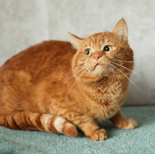 Наши котики chih3s