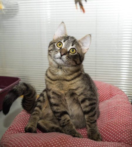 Кот Чип ищет дом