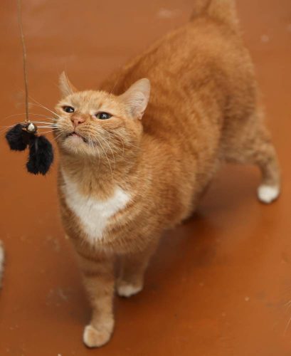 Наши котики goldi2