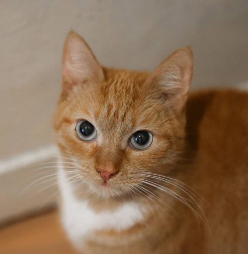 Наши котики goldi3