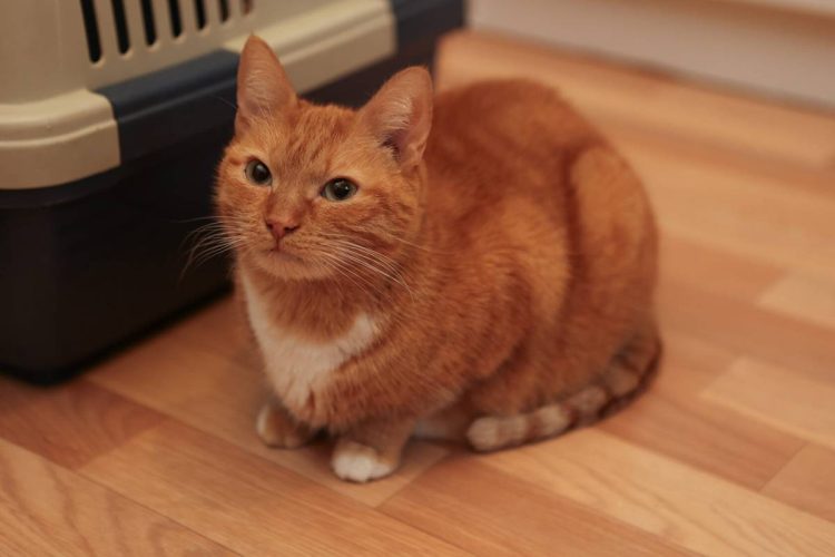 Наши котики goldi4