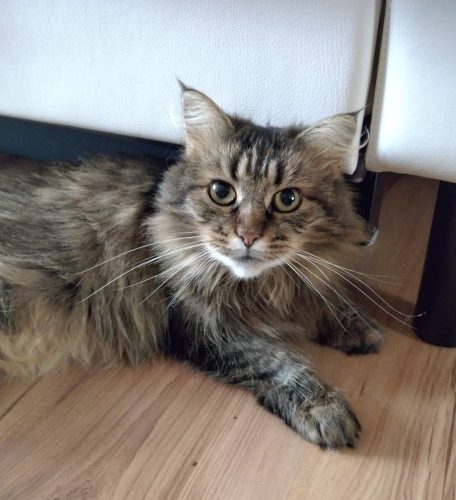 Кошка Мисти ищет дом