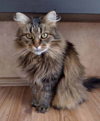 Кошка Мисти ищет дом