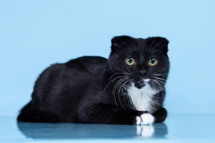 Котик Том ищет дом