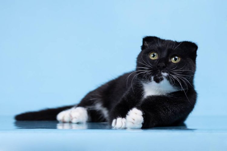 Котик Том ищет дом