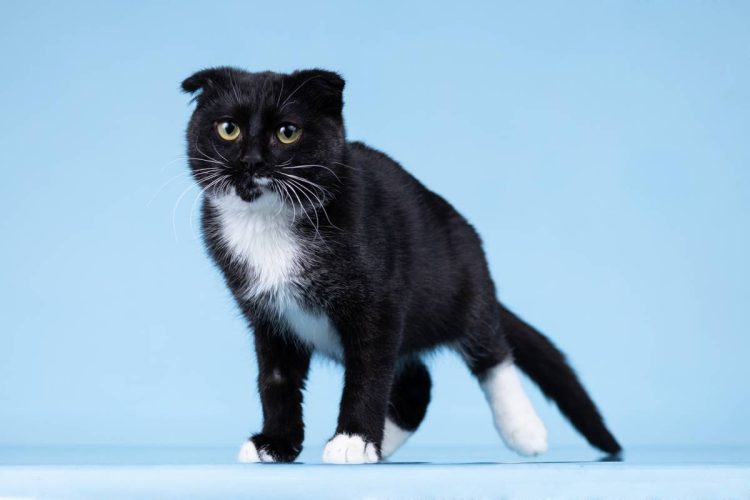 Котик Том ищет дом