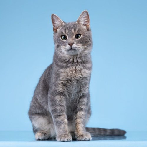 Котёнок Честер ищет дом