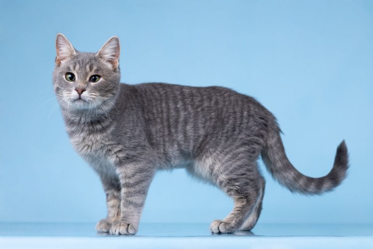 Котёнок Честер ищет дом