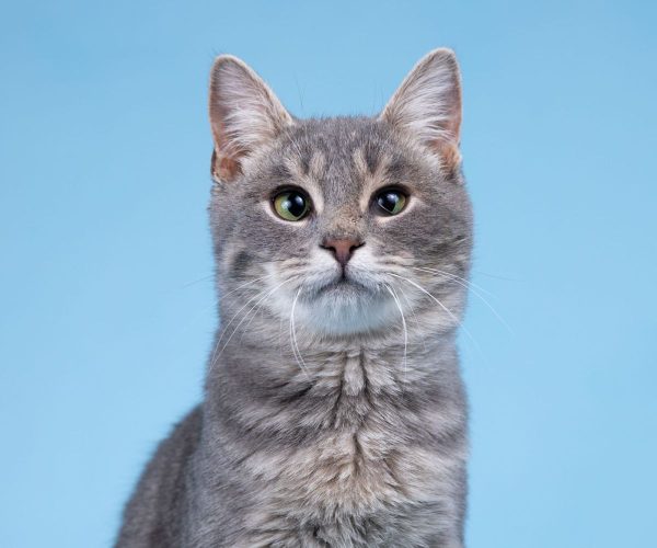 Котёнок Честер ищет дом