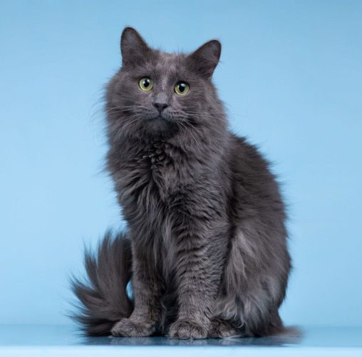 Кот Тэо ищет дом