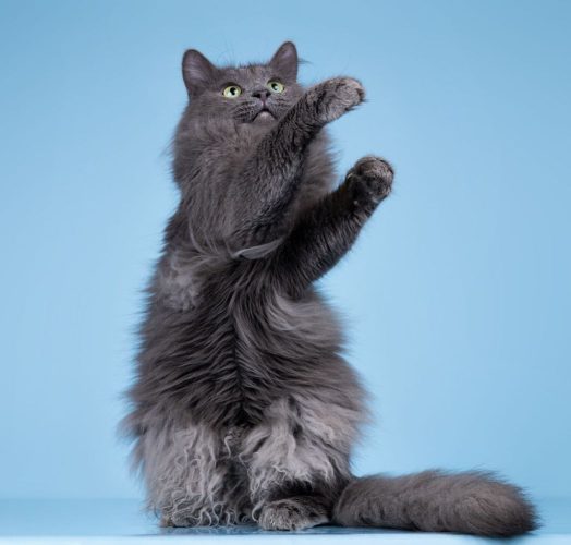 Кот Тэо ищет дом