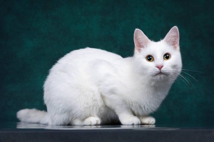 Глухой кот Зефир ищет дом