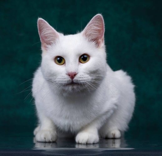 Глухой кот Зефир ищет дом