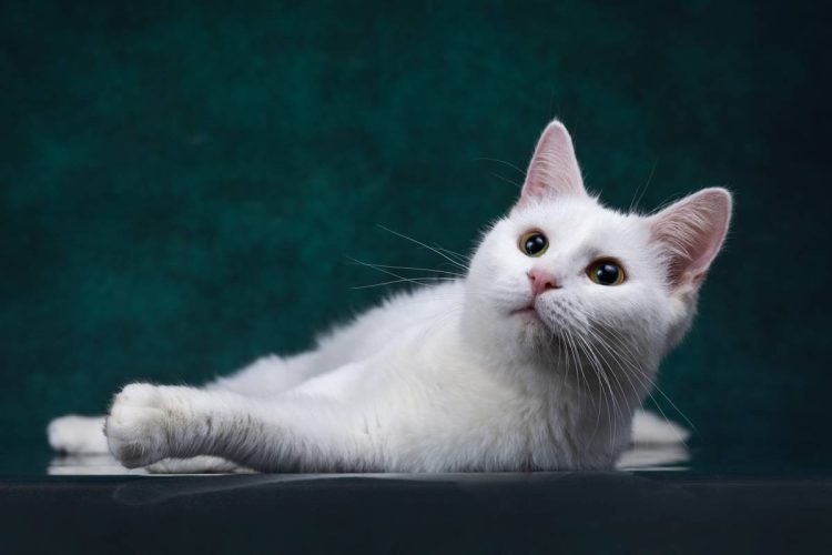 Глухой кот Зефир ищет дом