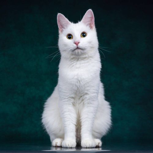 Глухой кот Зефир ищет дом