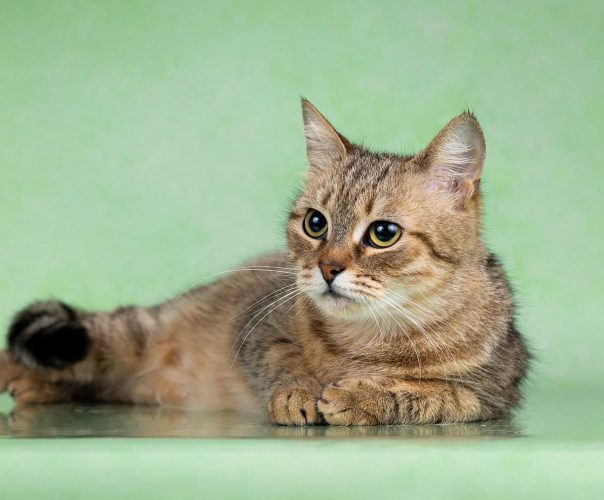 Кошечка Молли ищет дом