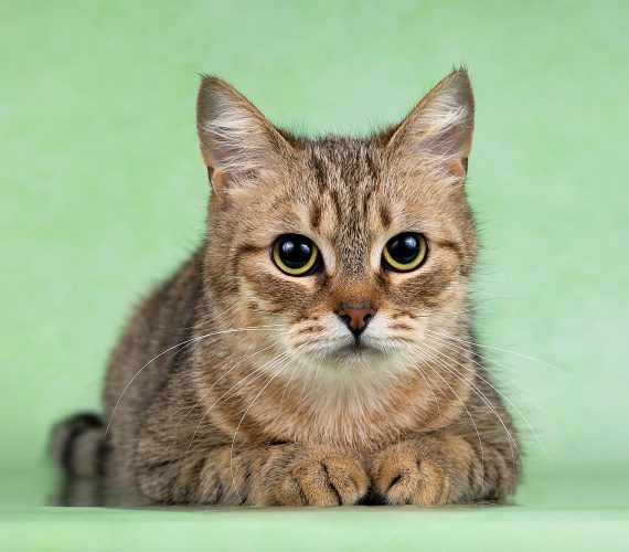 Кошечка Молли ищет дом