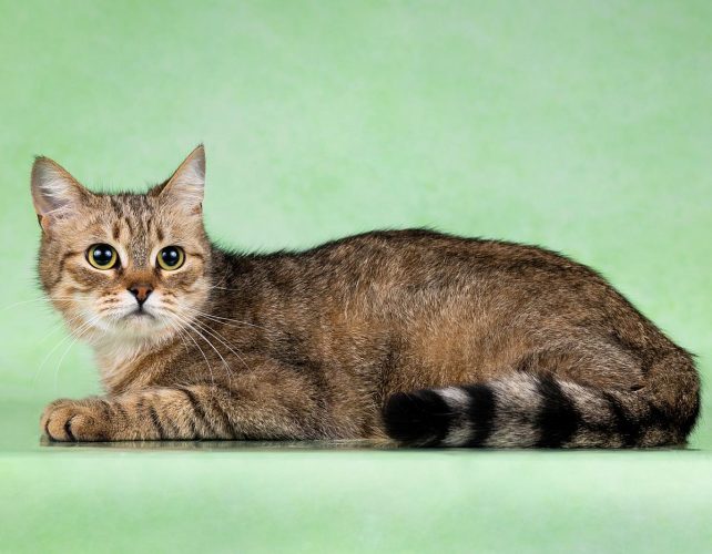 Кошечка Молли ищет дом